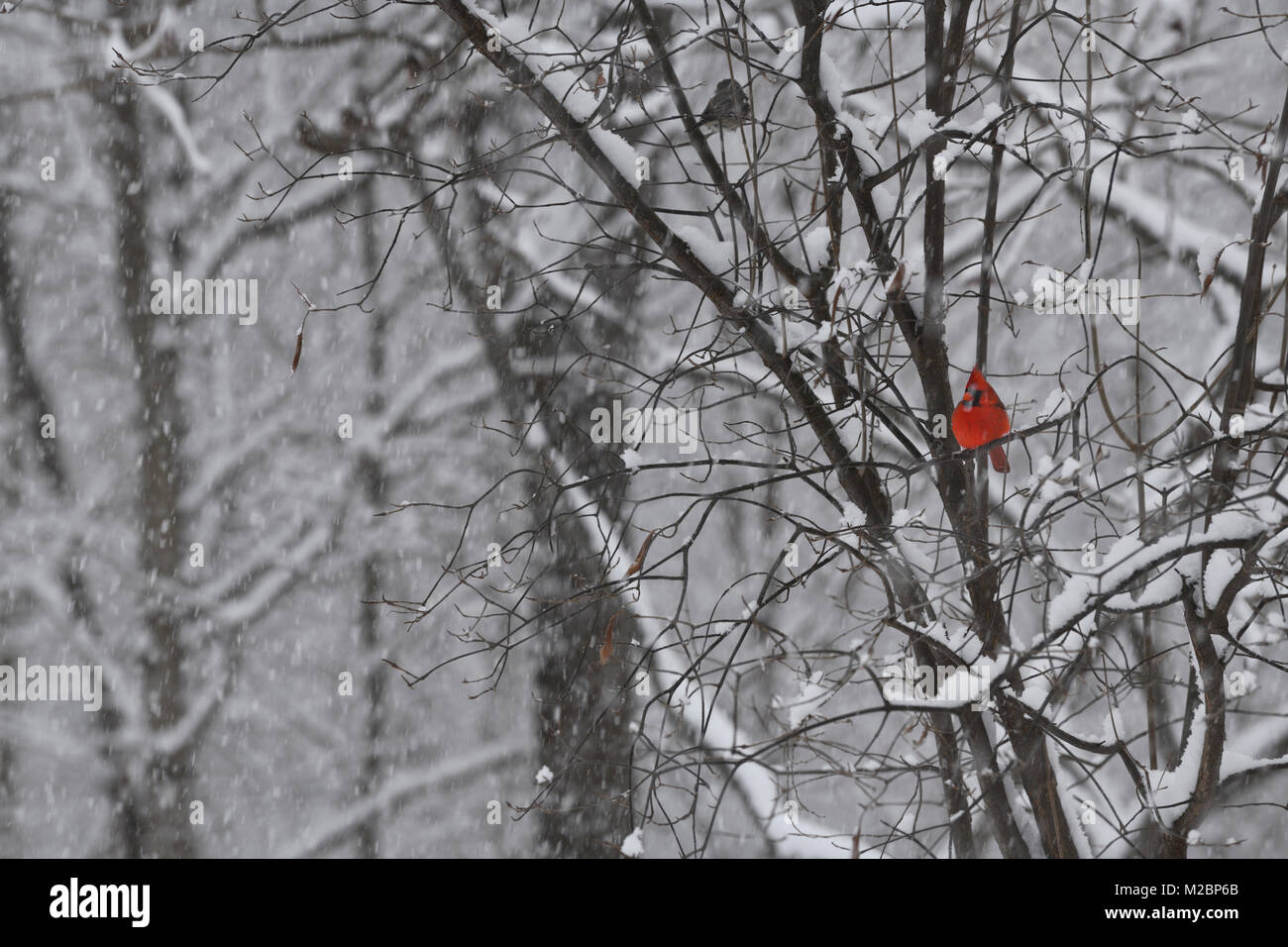 Stecker, rot Northern cardinal Bird sitzen auf dem Baum in einem schweren Schneesturm im Winter Toronto Kanada Stockfoto