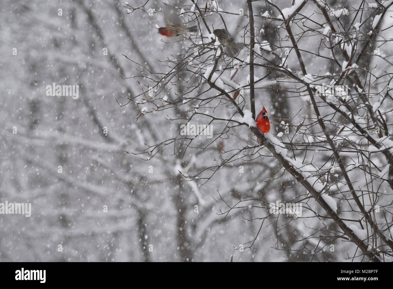 Stecker, rot Northern cardinal Bird sitzen auf dem Baum in einem schweren Schneesturm im Winter Toronto Kanada mit Flying House Finken Stockfoto