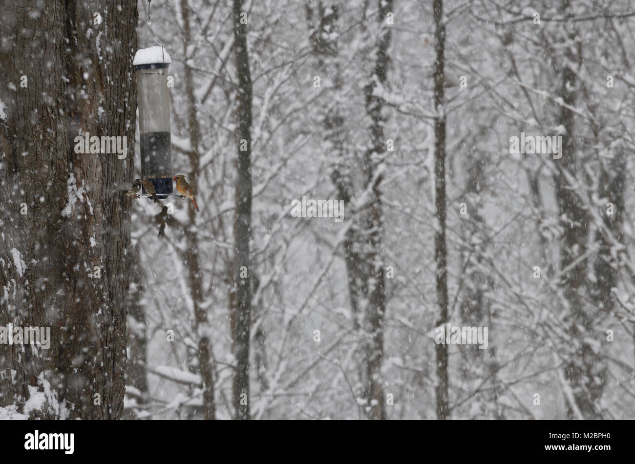 Weibliche nördliche Kardinal sitzen auf einem Hinterhof Bird Feeder in einem schweren Schneesturm im Winter Toronto Kanada mit House finch und Spatzen Stockfoto Weibliche nördliche Kardinal sitzen auf einem Hinterhof Bird Feeder in einem schweren Schneesturm im Winter Toronto Kanada mit House finch und Spatzen Stockfoto