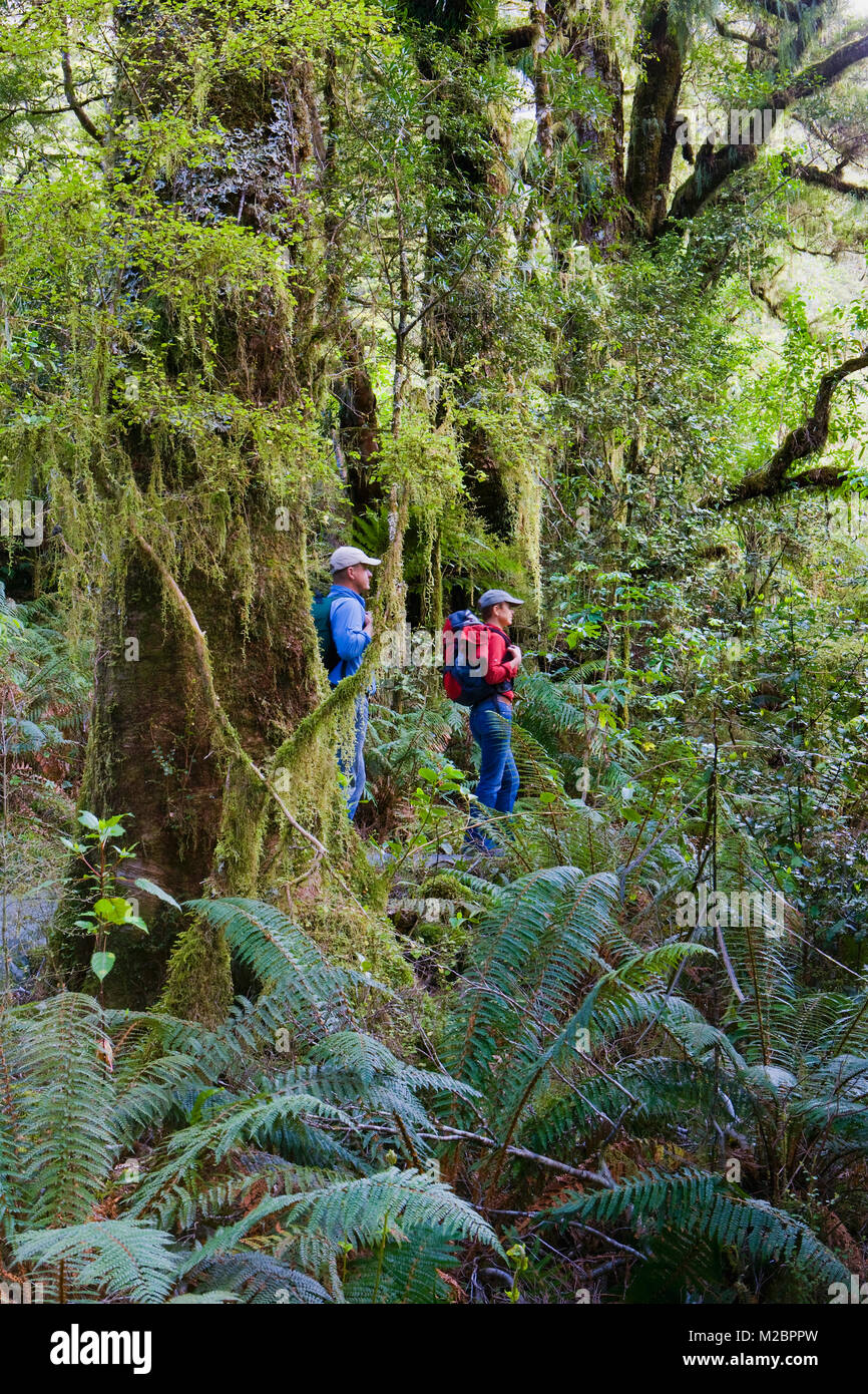 Neuseeland, Südinsel, Fiordland National Park. In der Nähe von Te Anau. Hollyford Track. Paar wandern. Unesco-Weltkulturerbe. Stockfoto