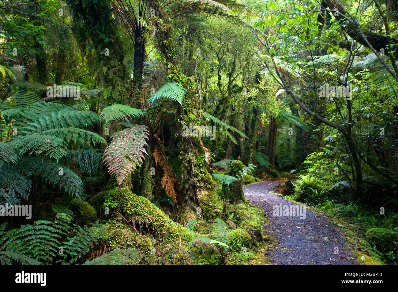 Neuseeland, Südinsel, Fox Glacier, Minnehaha entfernt. Regenwald. Unesco-Weltkulturerbe. Stockfoto