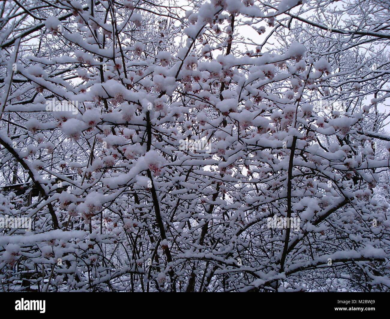 Wintermorgen in Freiburg/Brsg. Stockfoto