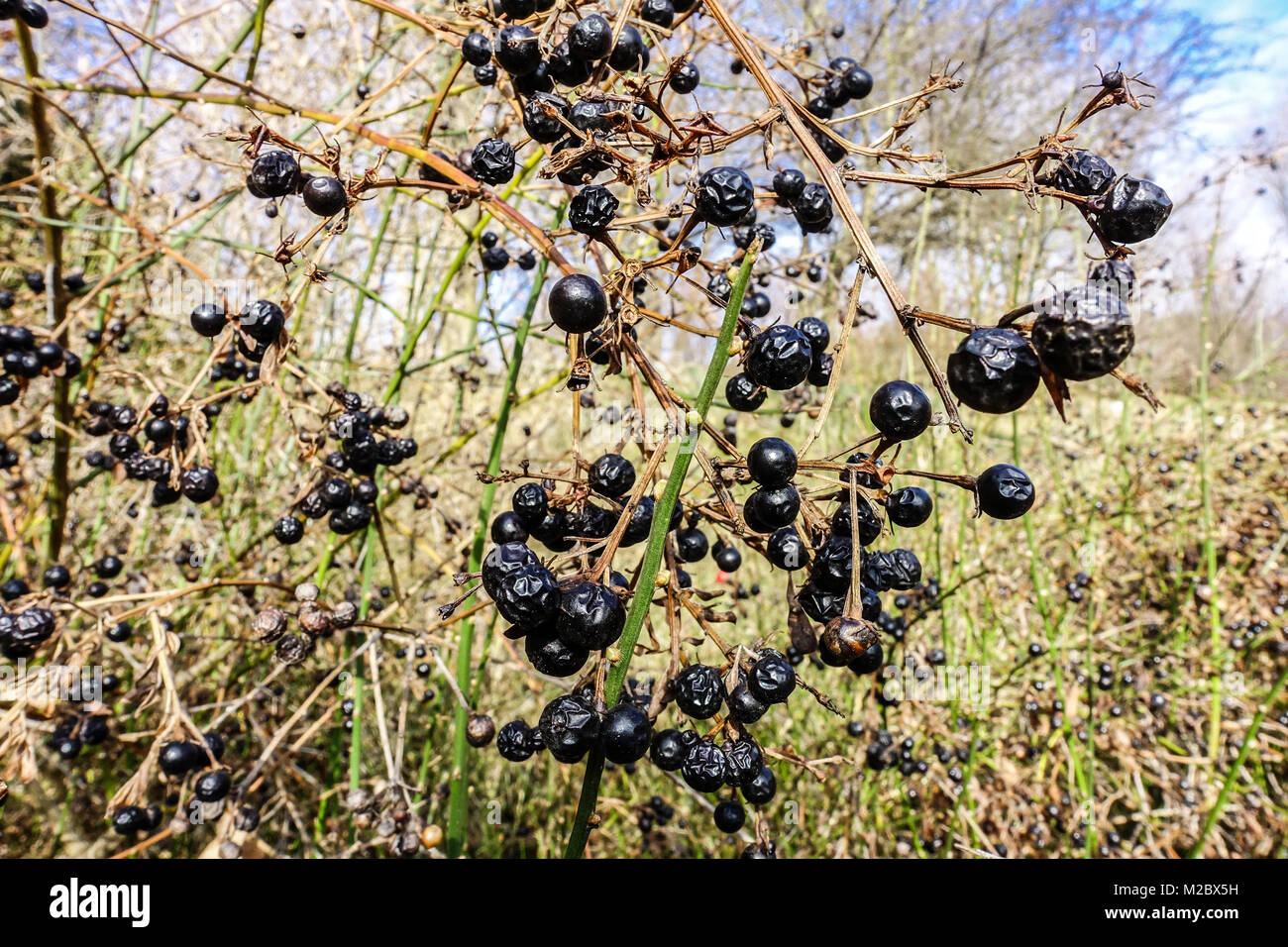 Wilder Jasmin, jasminum fruticans in Wintergartenbeeren, Busch Stockfoto