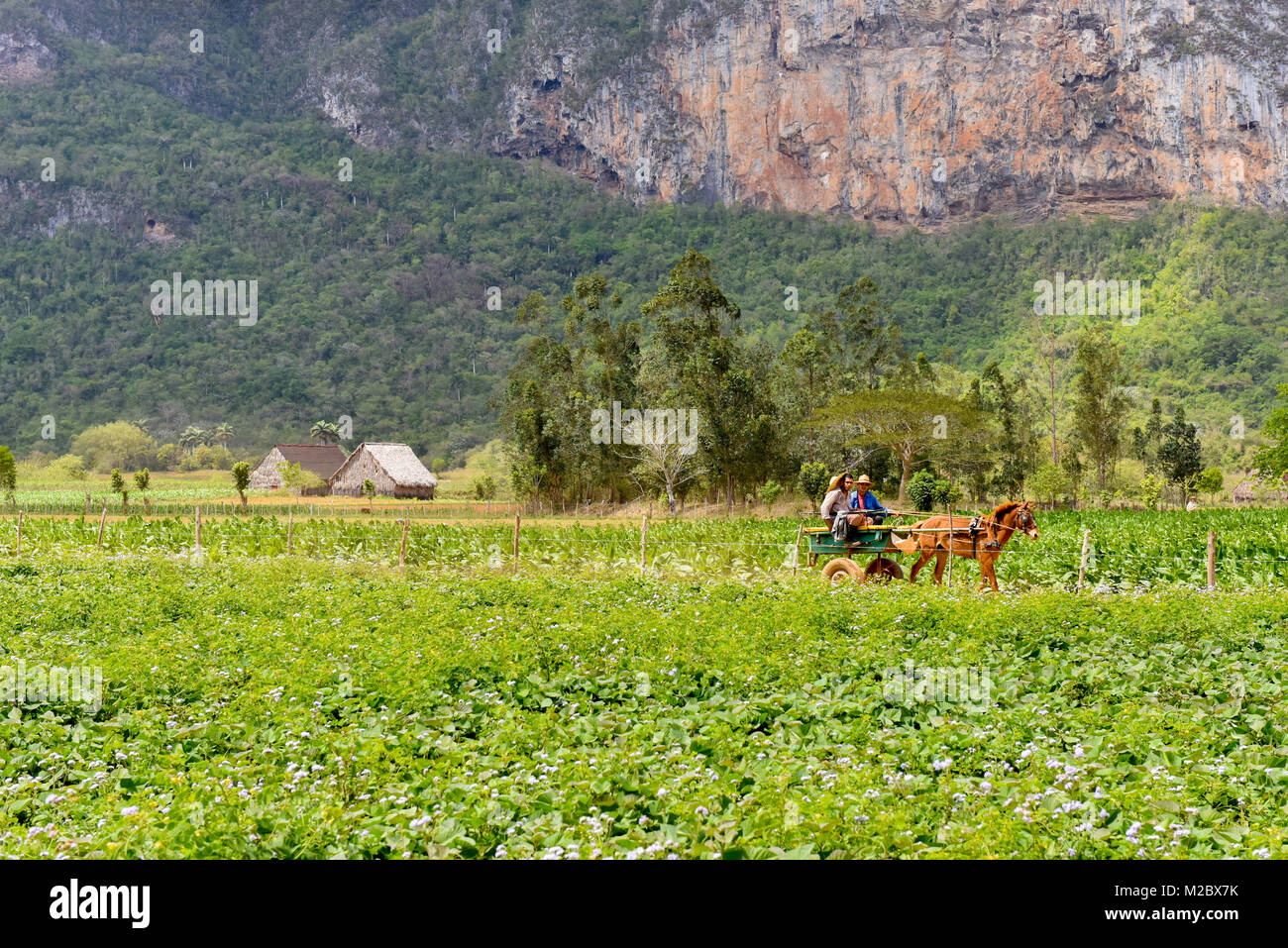 Tabakfeld Tal von Vinales, Kuba Stockfoto