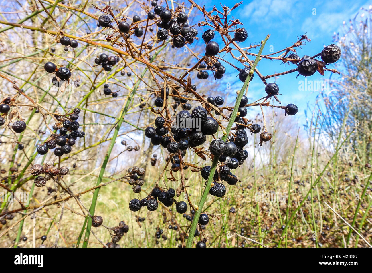 Wilde Jasmin jasminum fruticans winter Beeren Stockfoto