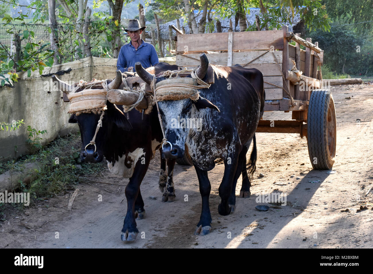 Kubanische Landwirt mit ox-driven Warenkorb Stockfoto