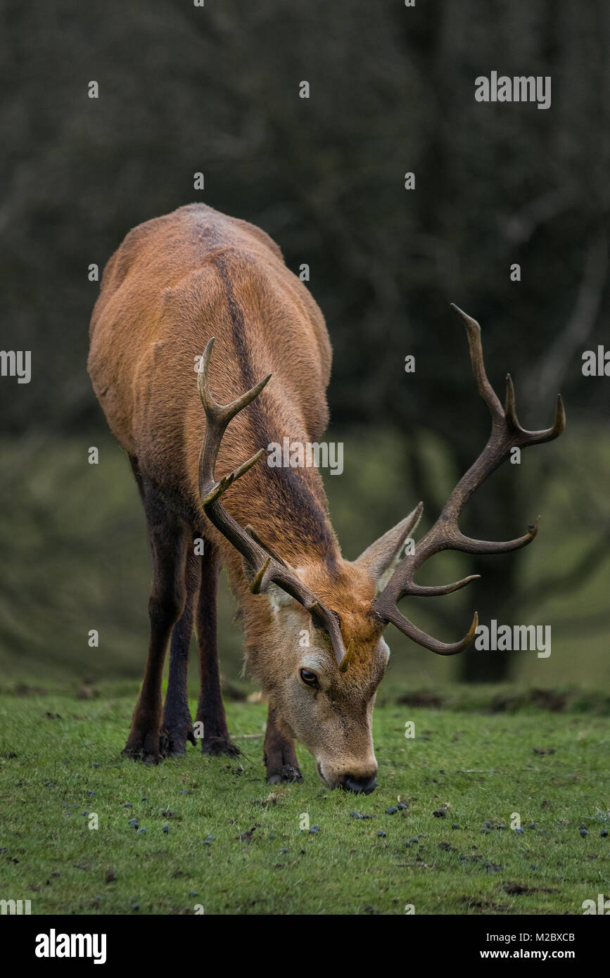 Ein Rotwild Hirsch mit großen Geweih Fütterung im Winter Gras. Stockfoto