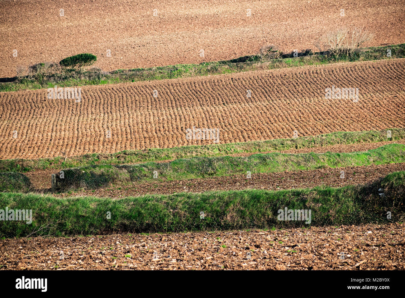 Landwirtschaft, landwirtschaftliche Felder für die Anpflanzung von Kulturpflanzen, Cornwall, UK. Stockfoto