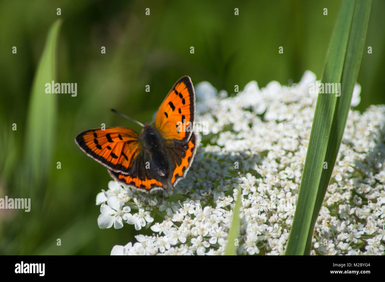 Kleine Kupfer Schmetterling auf Kuh Petersilie Stockfoto