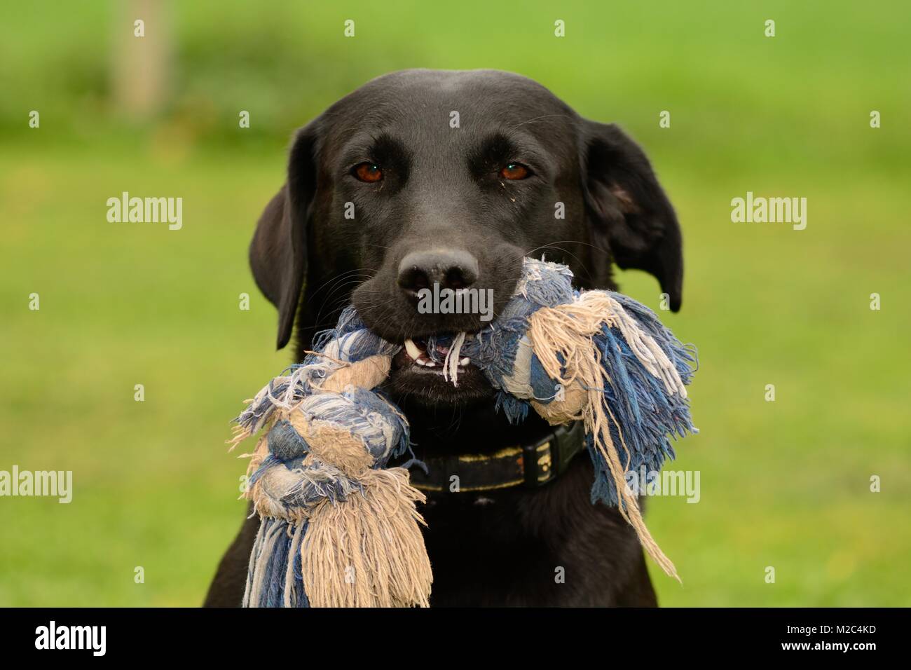 Kopf geschossen von einem niedlichen schwarzen Labrador mit einem Spielzeug in den Mund Stockfoto