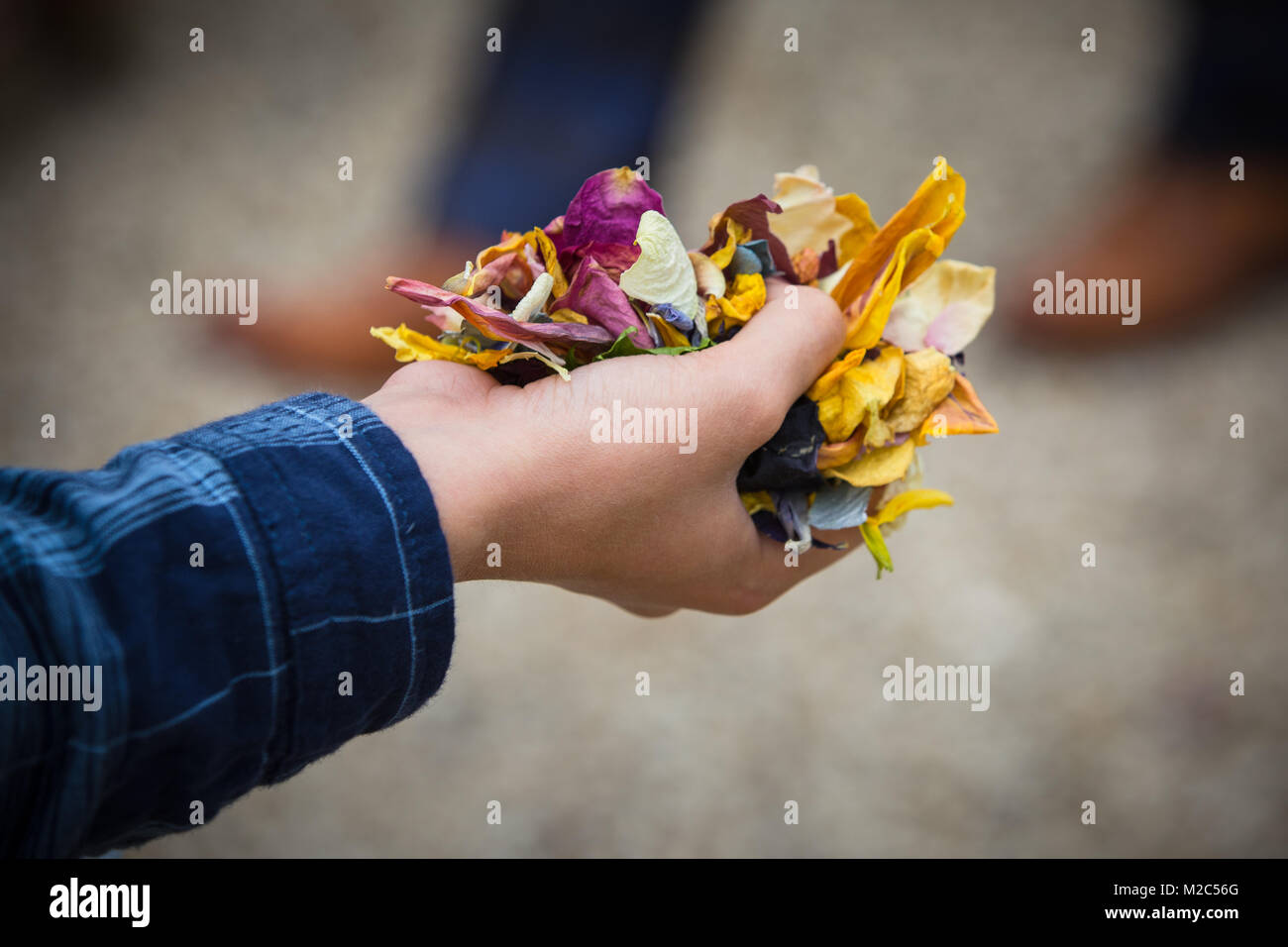 Person, die Handvoll Blumen Blütenblätter, close-up Stockfoto