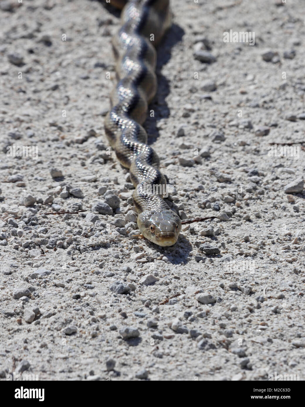 Detailansicht Der geknickte Haltung eines erschrockenen Ratte Schlange Stockfoto