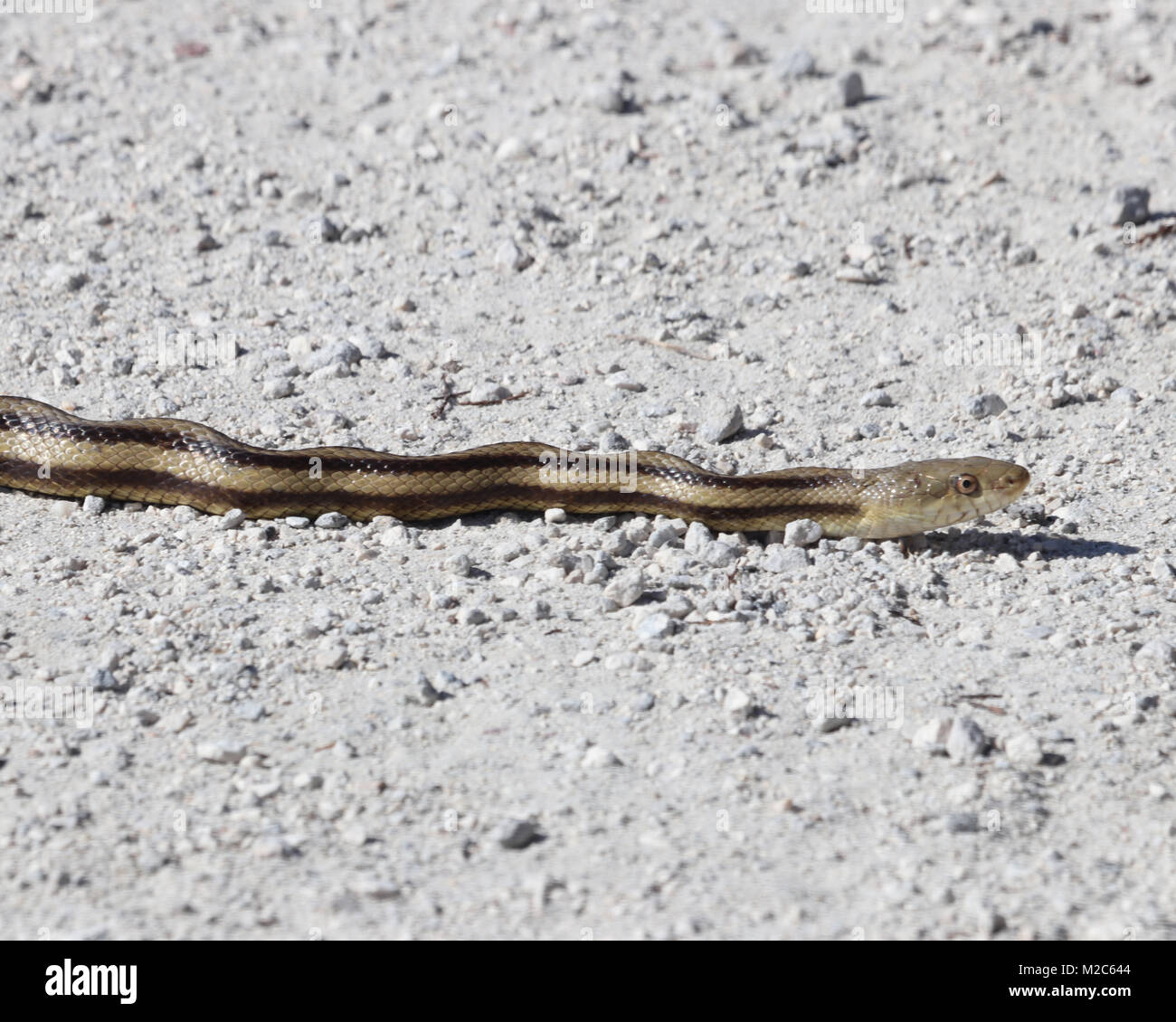 Nahaufnahme der kleine gelbe Ratte Schlange Überqueren einer Straße in Sweetwater Wetlands Park, Florida Stockfoto