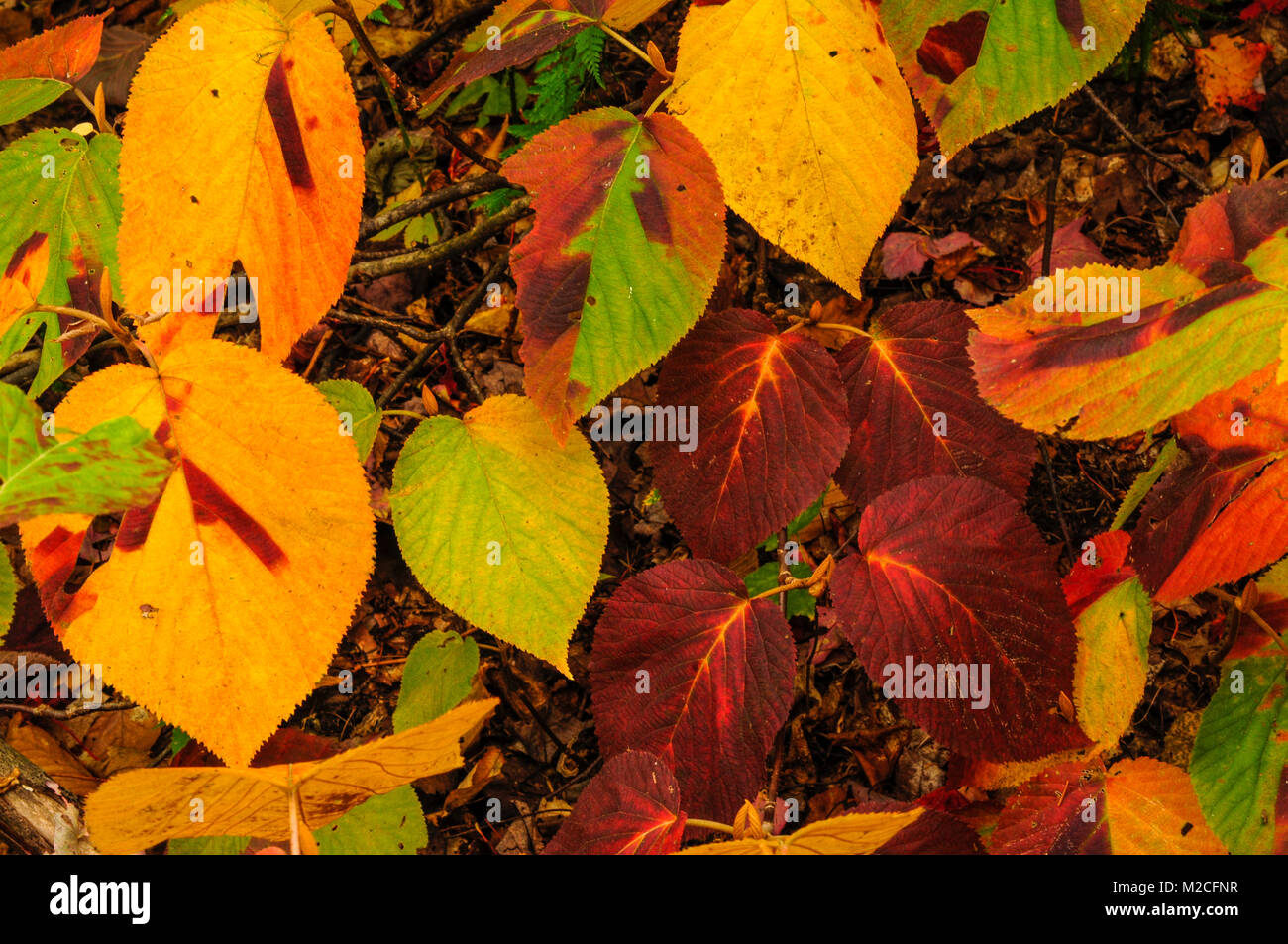 Hexe Hinken (Viburnum lantanoides) Blätter im Herbst, Siam Teiche Wilderness Area, Adirondack Forest Preserve, New York Stockfoto