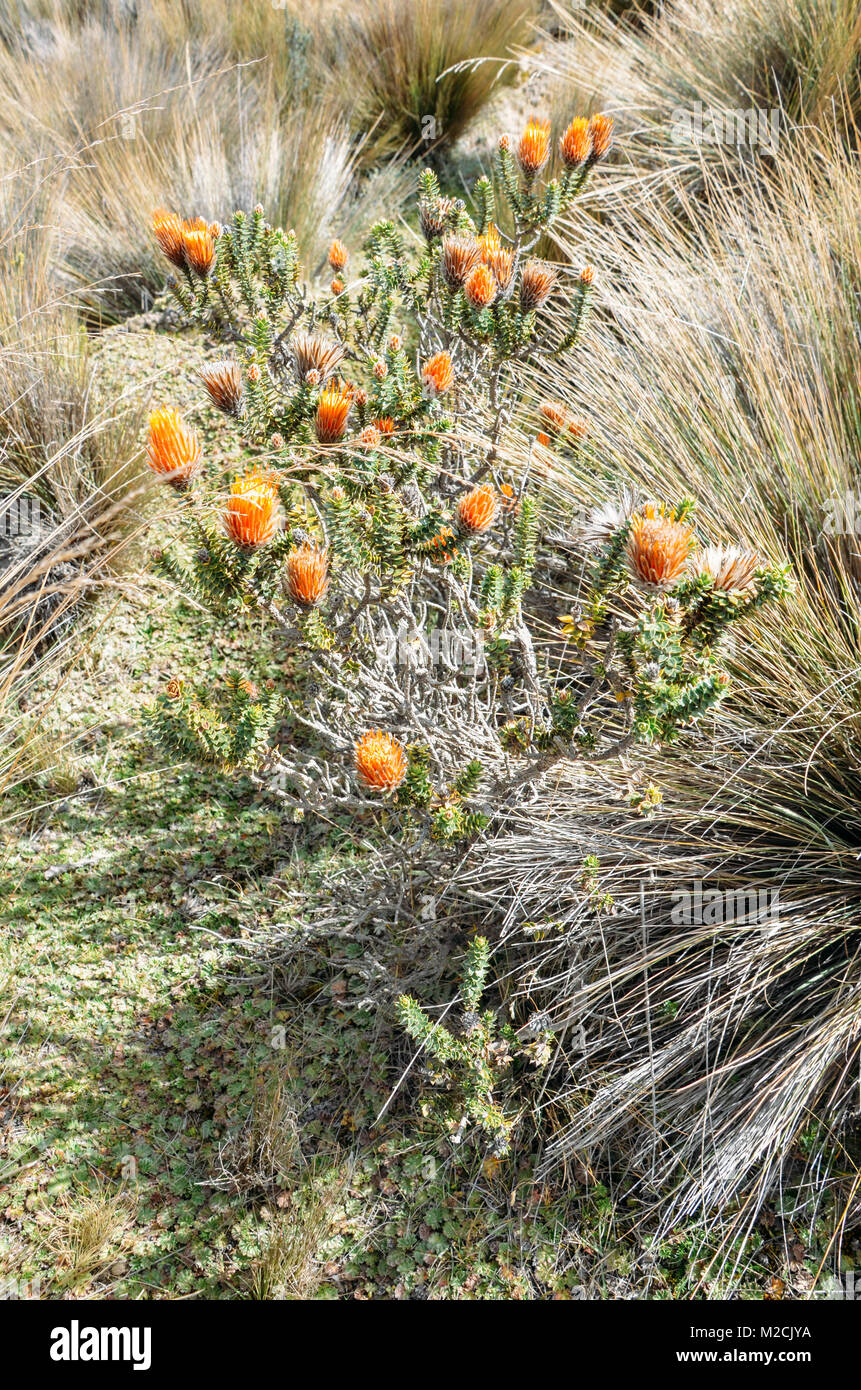 Chuquiragua Anden Blume in der Nähe von Vulkan Chimborazo in Ecuador Stockfoto