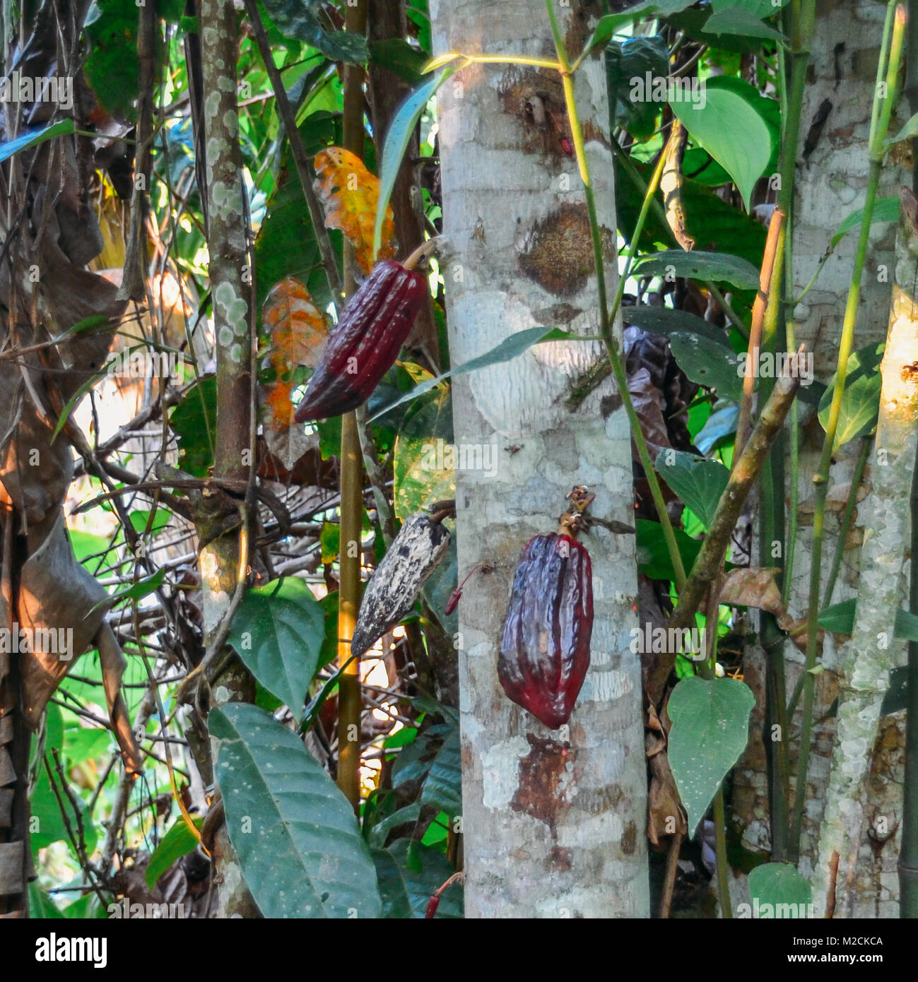 Kakaopflanze auf Baum im Amazonasgebiet von Ecuador, der Rohstoff leckere Schokolade zu machen Stockfoto