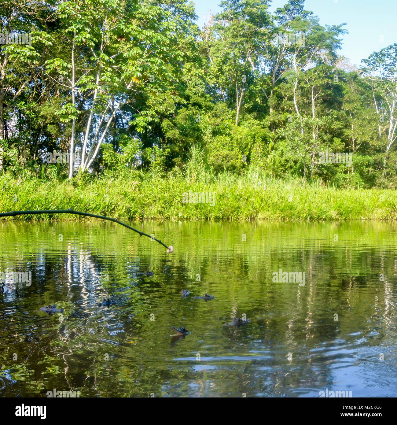 Krokodile zum Zeitpunkt der Fütterung im Amazonasgebiet von Ecuador Stockfoto