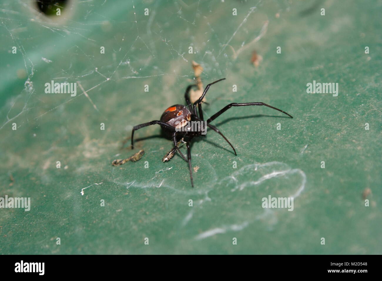 Rfeedback Spider (Latrodectus hasseltii), Weiblich. Stockfoto