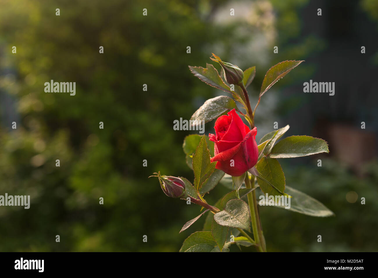 Rote Rose im Garten Stockfoto