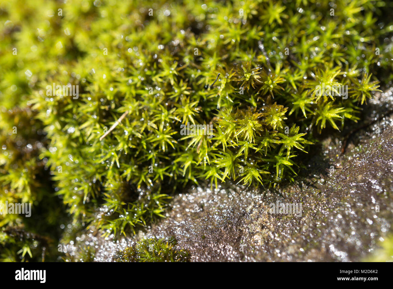 Makro von feuchtem Moos auf Granit Stockfoto