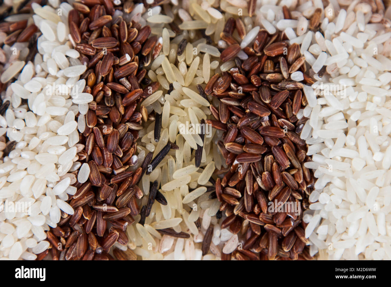 Mischung von verschiedenen Sorten von Reis, Hintergrund. Zutaten für eine gesunde Ernährung. Stockfoto