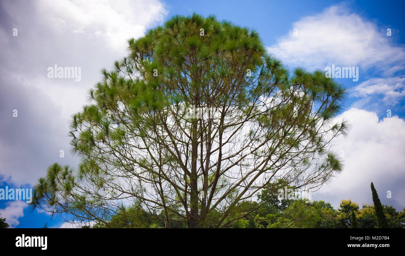 Treetops Framing der sonnigen blauen Himmel Stockfoto