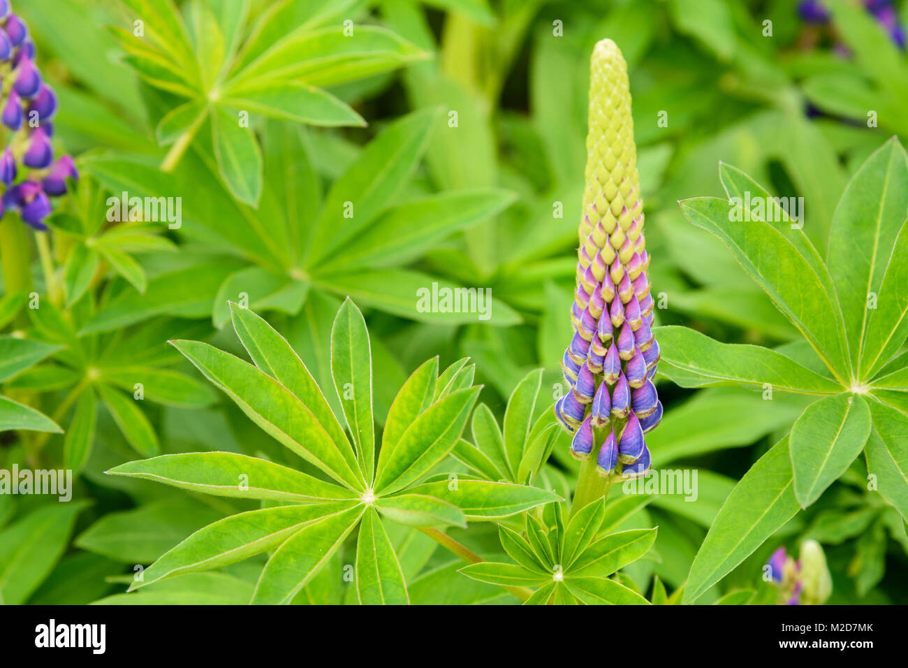 Blühenden Lupinen Blumen auf Blumenbeet im Garten Stockfoto