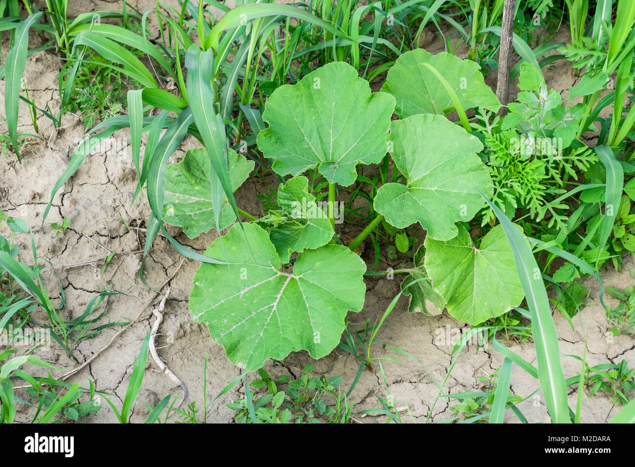 Blätter eines Kürbis. Die Melone crop. Stockfoto