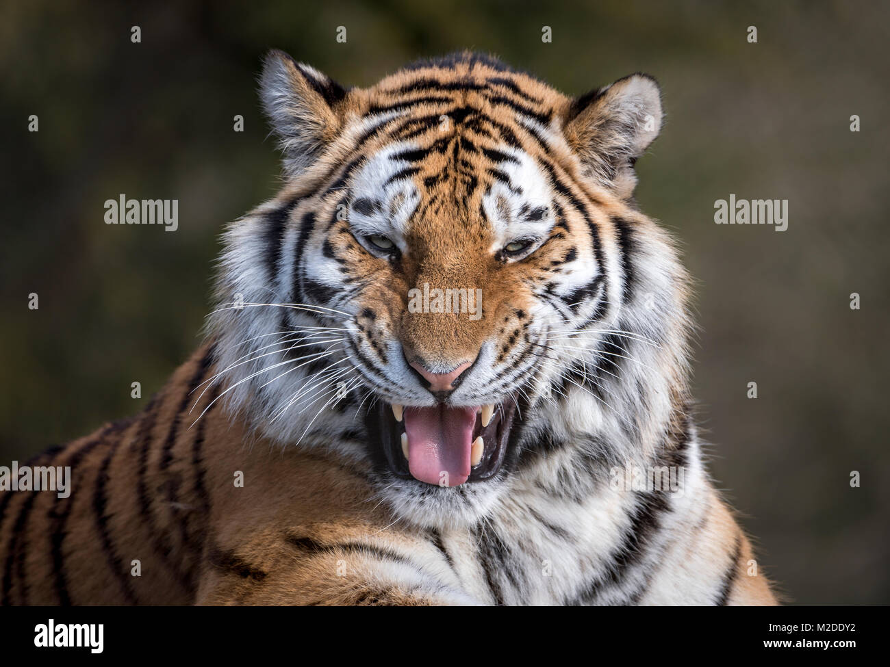 Weibliche Amur tiger grinsend Stockfoto