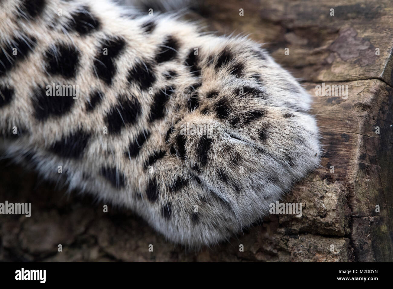 Vorderpfote von seltenen Amur Leopard Stockfoto