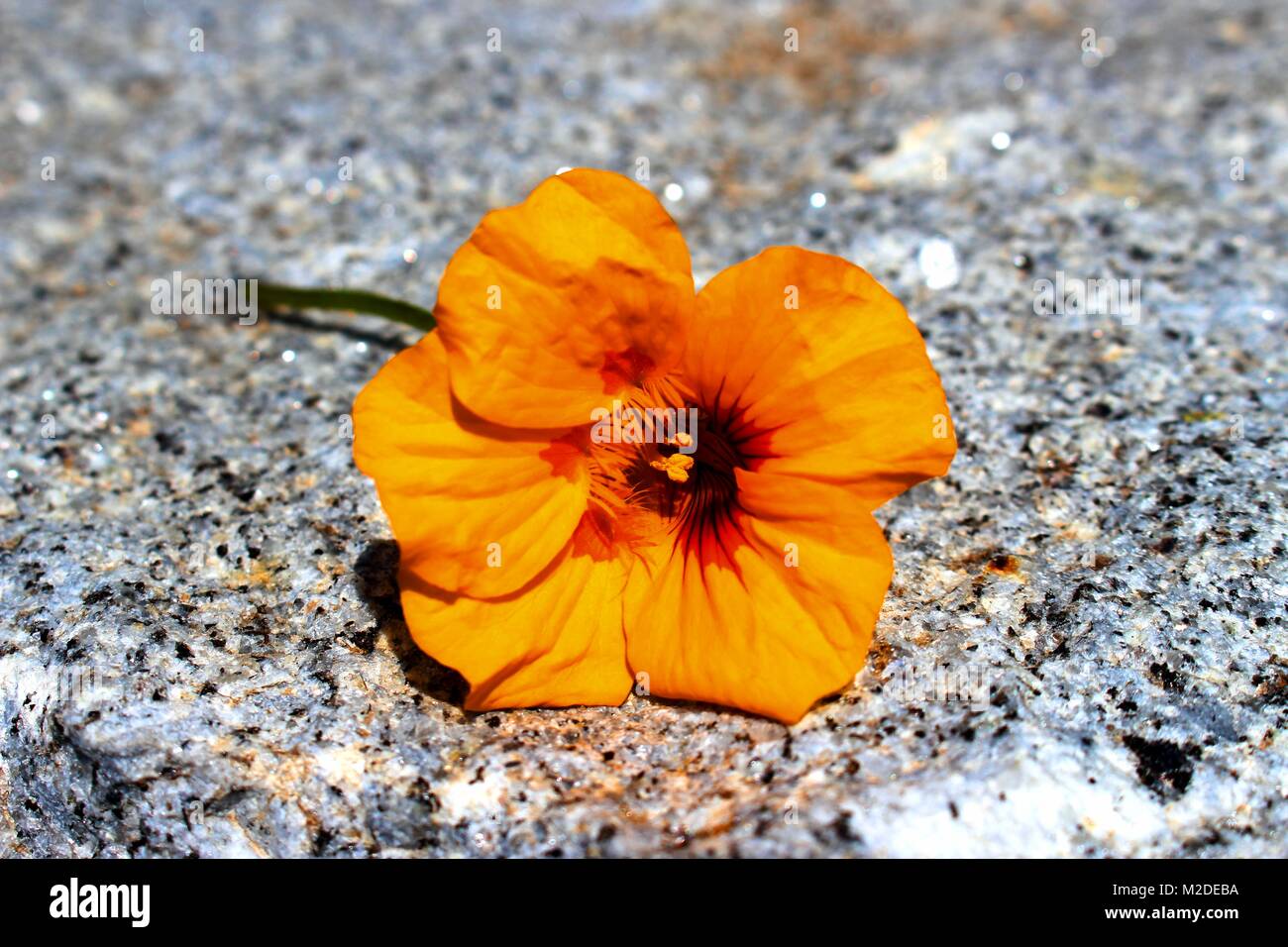 Ein Schnitt gelbe Blume auf einem Marmor Stein Stockfoto