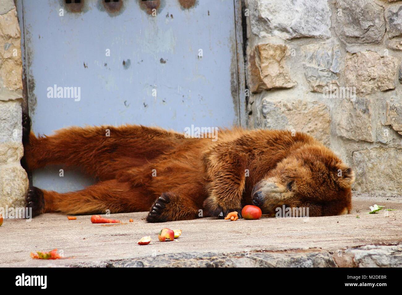Sleeping Bear.. Müde Bär mit Bauch voll Schlaf Stockfoto