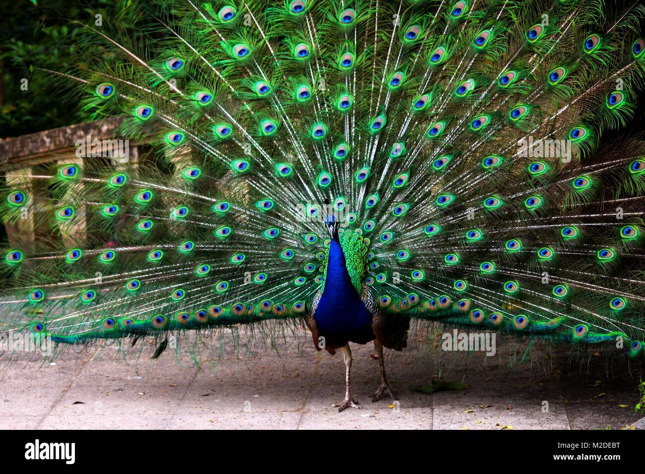 Schöne Pfau mit seinem Schwanz alle schwärmten aus, suchen Majestic Stockfoto