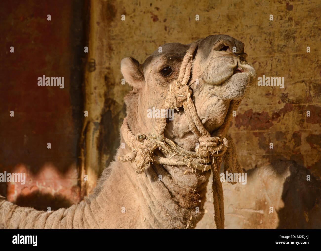 Kamele im Camel Zucht in Bikaner, Rajasthan, Indien Stockfoto