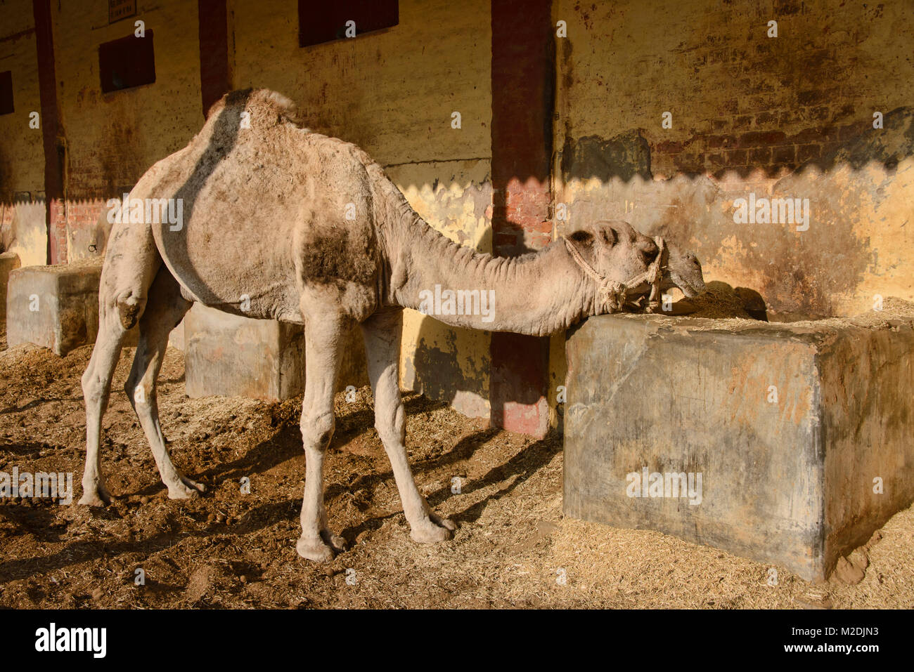 Kamele im Camel Zucht in Bikaner, Rajasthan, Indien Stockfoto