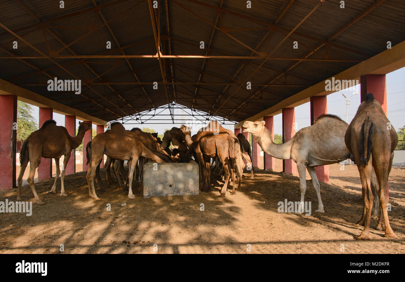 Kamele im Camel Zucht in Bikaner, Rajasthan, Indien Stockfoto