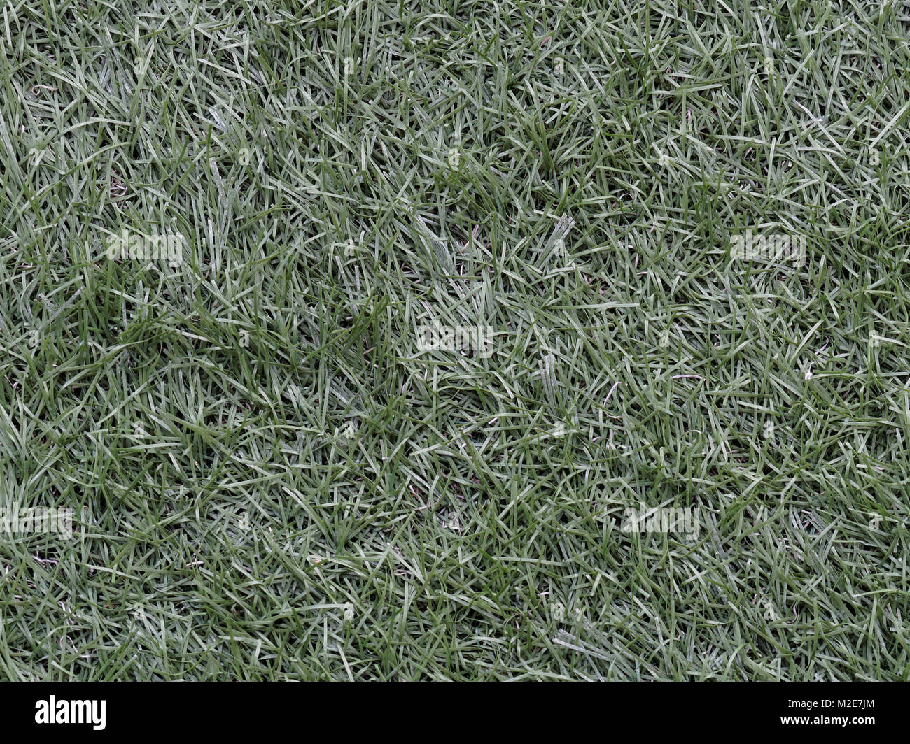 Grüner Kunstrasen für Fußball als Hintergrund im Sport Konzept verwendet Stockfoto