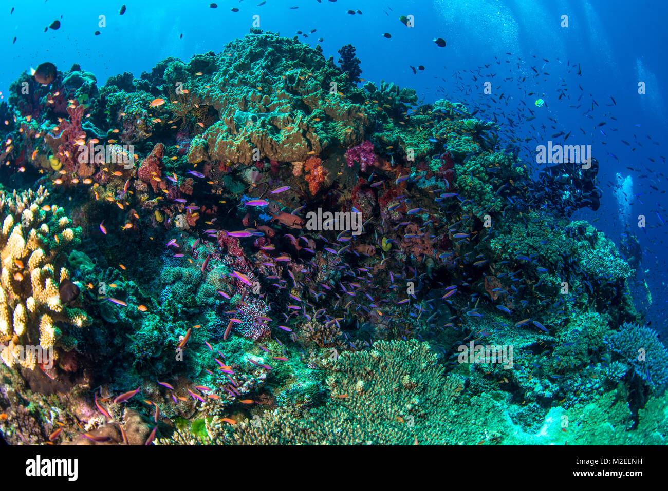 Eine Vielzahl von verschiedenen Korallen auf dem Riff Stockfoto