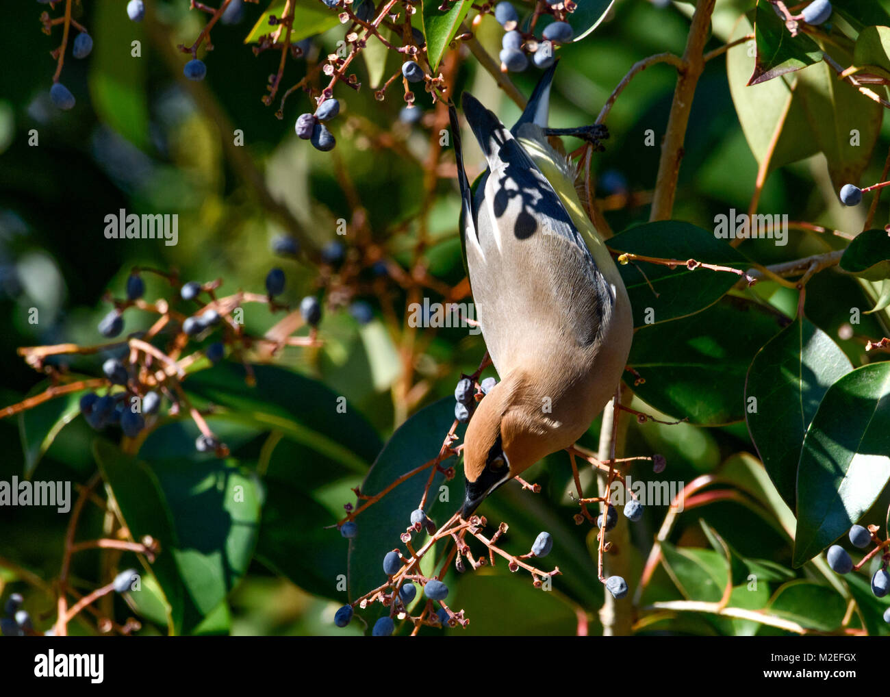 Cedar Waxwing Bombycilla cedrorum ------ Hanging upside down, eatting Beeren. Stockfoto