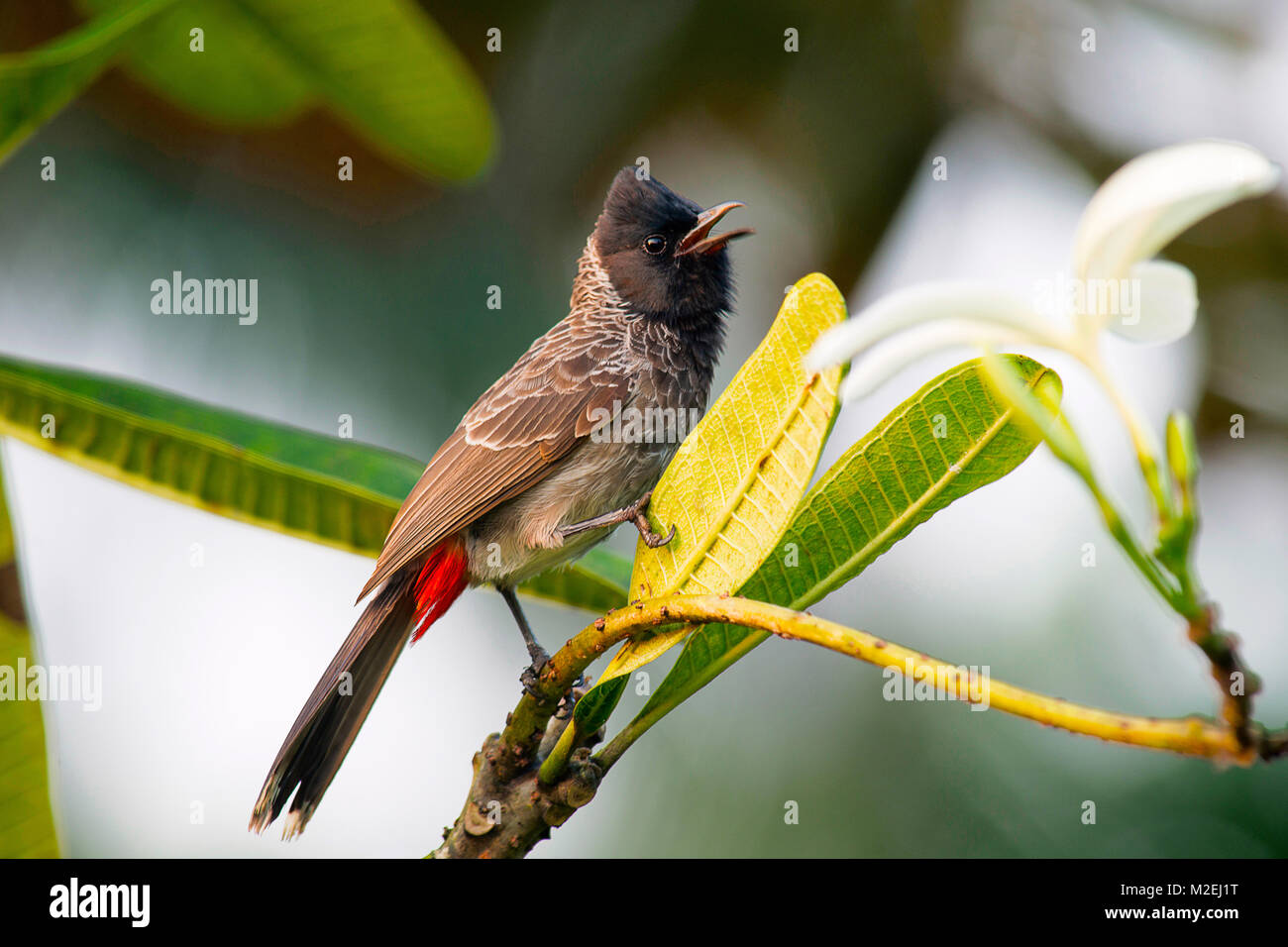 Pycnonotus cafer-wissenschaftlichen Namen. Red-vented bulbul ist Mitglied von bulbul Familie Sperlingsvögel. Resident Züchter über den Indischen Subkontinent, Sri Lanka Stockfoto