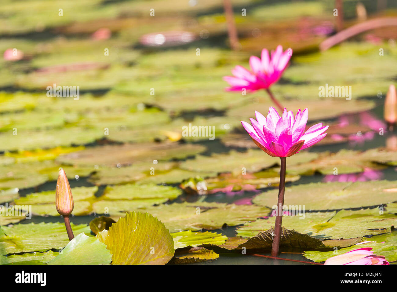 Rosa Wasser Lilie oder Pink Lotus, Kumud in Sanskrit. Heimisch in Indien und Südostasien. Zahnriemen schwimmende Blätter, elliptisch-oval zum Rundschreiben Stockfoto