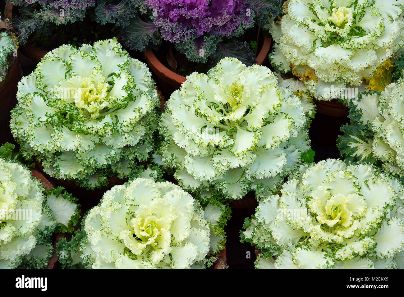 Blumen, die wie Kohl Köpfe sehen werden als Zierpflanzen Kohl bekannt, Brassica oleracea. Stockfoto