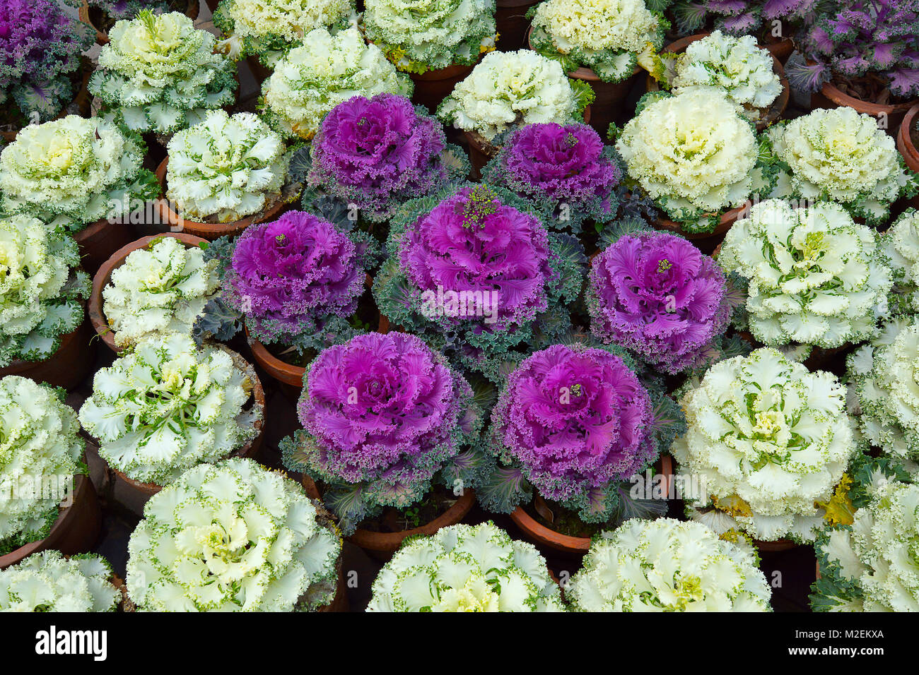 Blumen, die wie Kohl Köpfe sehen werden als Zierpflanzen Kohl bekannt, Brassica oleracea. Es gibt tatsächlich Rosetten von buntes Laub Stockfoto