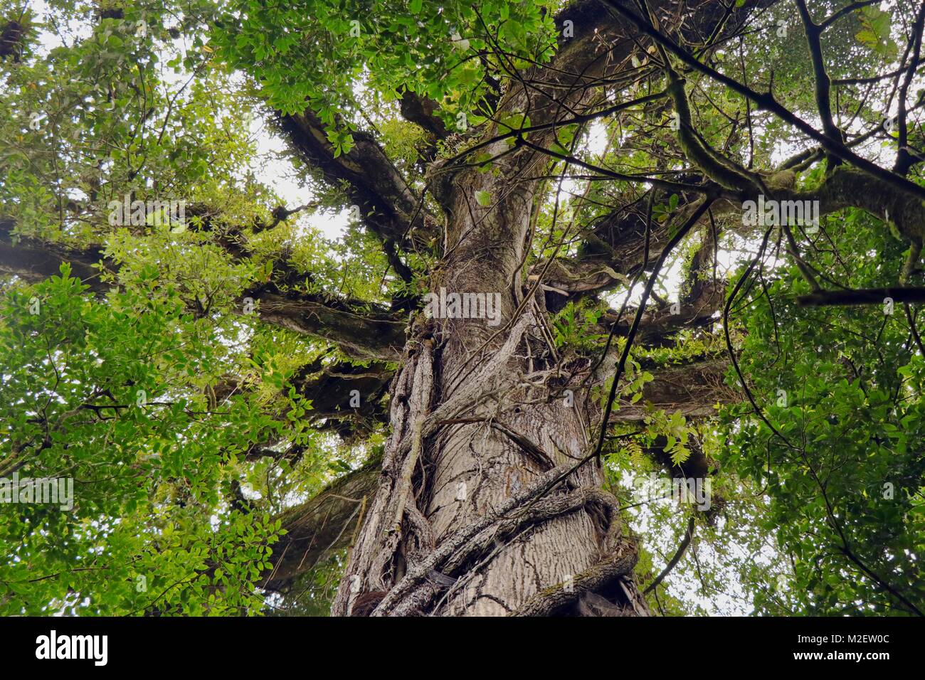 Kapok Tree (ceiba pentandra) hoch über dem Boden Dschungel in den Regenwäldern des Arenal Nationalpark in Costa Rica Stockfoto