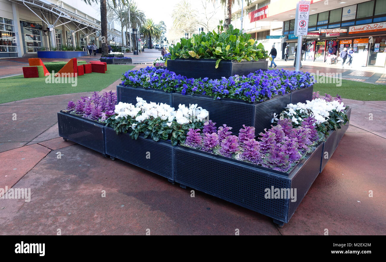 Stiefmütterchen und Kale Blumen auf Anzeige als Garten Attraktion in Dandenong Australien Stockfoto