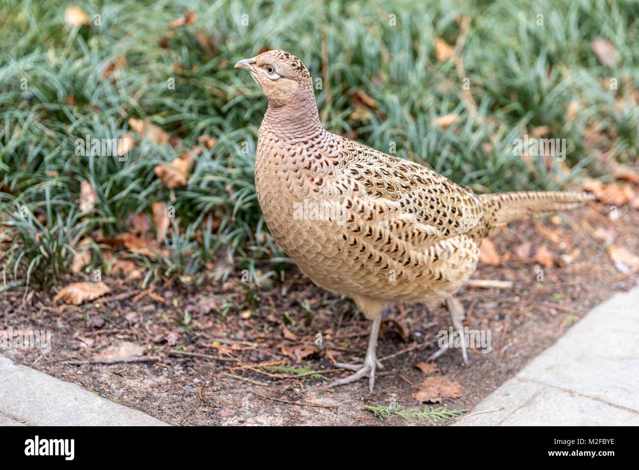 Edinburgh, Großbritannien. 7. Februar, 2018. Eine weibliche Fasan hat seinen Weg in den Royal Botanic Gardens Edinburgh im Zentrum der Stadt gemacht. Credit: Rich Dyson/Alamy leben Nachrichten Stockfoto