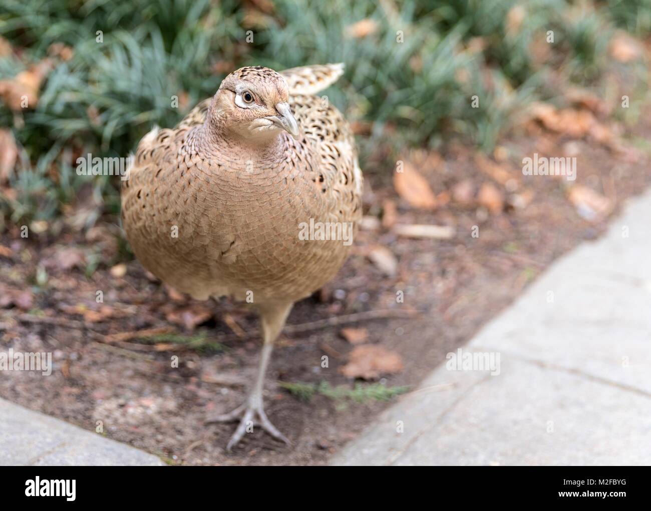 Edinburgh, Großbritannien. 7. Februar, 2018. Eine weibliche Fasan hat seinen Weg in den Royal Botanic Gardens Edinburgh im Zentrum der Stadt gemacht. Credit: Rich Dyson/Alamy leben Nachrichten Stockfoto