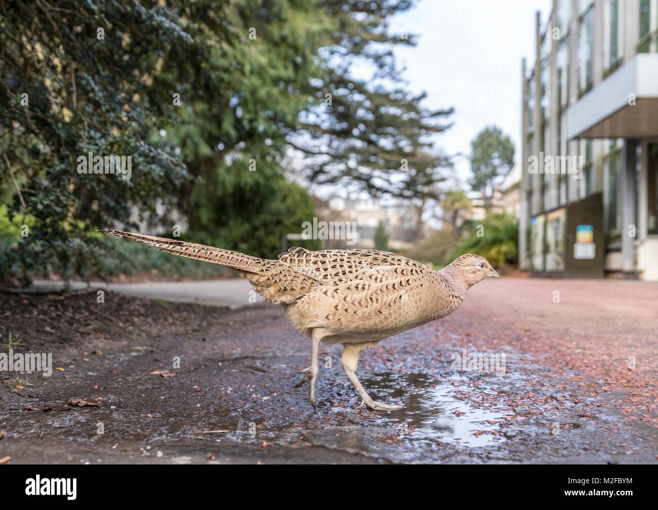 Edinburgh, Großbritannien. 7. Februar, 2018. Eine weibliche Fasan hat seinen Weg in den Royal Botanic Gardens Edinburgh im Zentrum der Stadt gemacht. Credit: Rich Dyson/Alamy leben Nachrichten Stockfoto