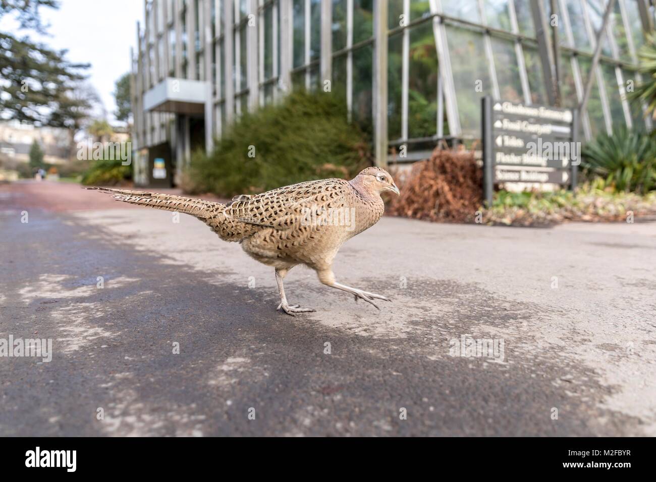 Edinburgh, Großbritannien. 7. Februar, 2018. Eine weibliche Fasan hat seinen Weg in den Royal Botanic Gardens Edinburgh im Zentrum der Stadt gemacht. Credit: Rich Dyson/Alamy leben Nachrichten Stockfoto