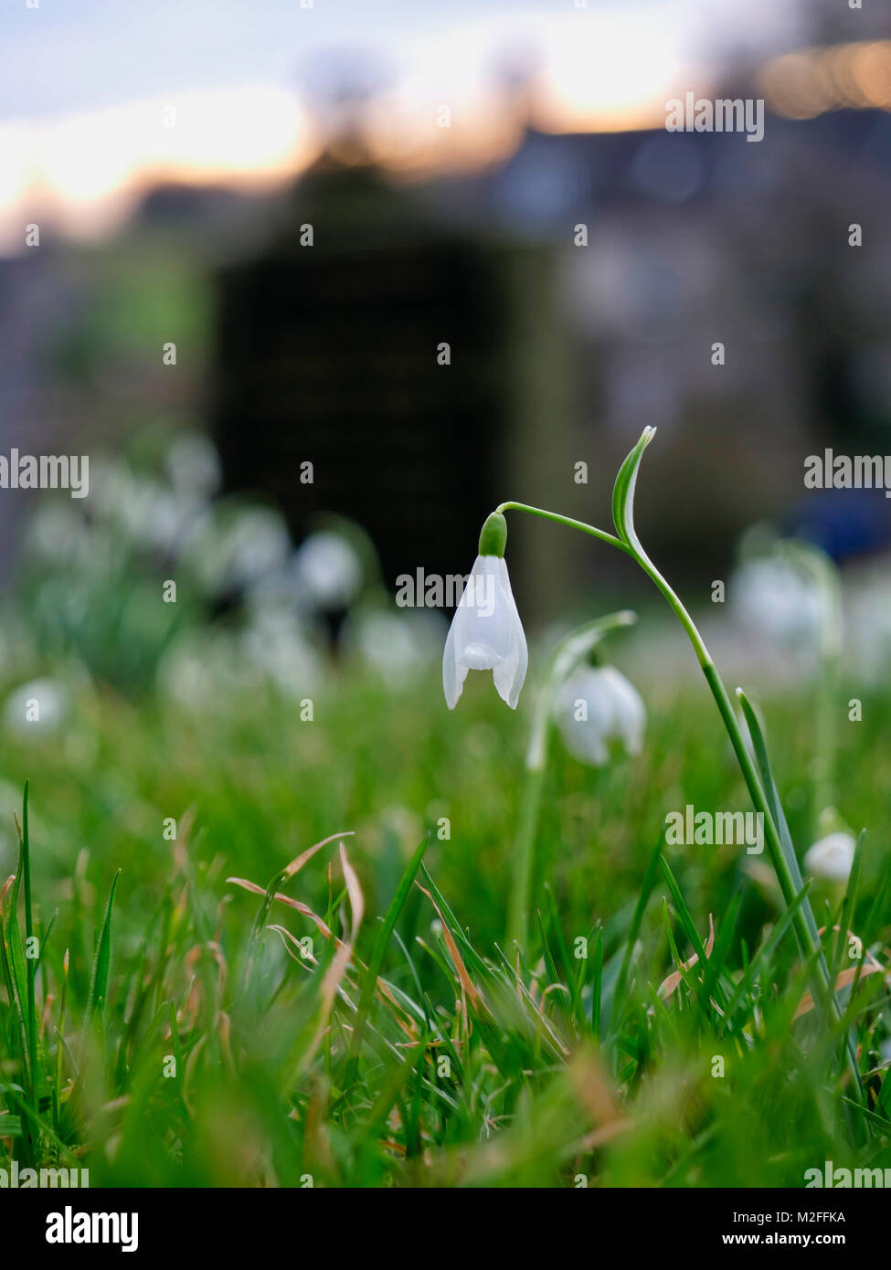 Tissington Dorf, Derbyshire. 7 Feb, 2018. UK Wetter: Schneeglöckchen Blume im Tissington Dorf, Nationalpark Peak District, Derbyshire, England, UK Credit: Doug Blane/Alamy leben Nachrichten Stockfoto